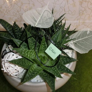 Composizione di piante grasse in ceramica