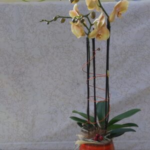 Phalenopsis con vaso arancione