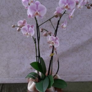 Phalenopsis in betulla