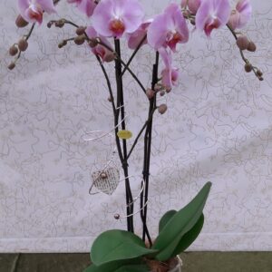 Phalenopsis in ceramica