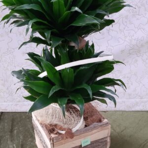 Dracena compacta in corteccia