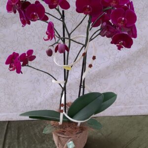 Phalenopsis con vaso in corda
