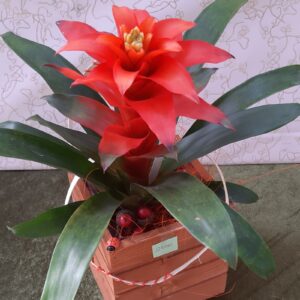 Guzmania in legno