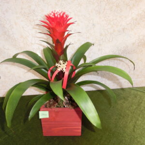 Guzmania con vaso in legno