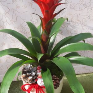 Guzmania con contenitore