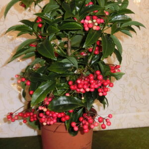 Ardisia