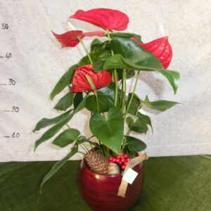 Pianta di anturium con vaso rosso