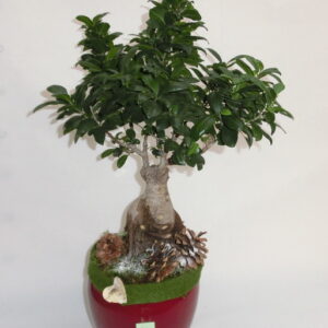 Ficus Ginseng