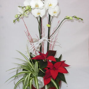 Phalenopsis con stella