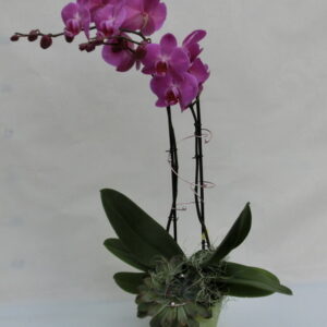 Phalenopsis con echeveria