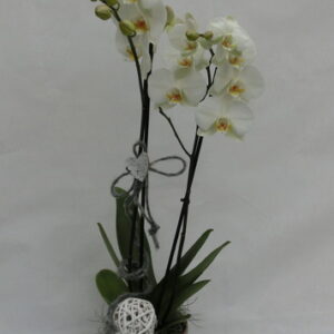 Phalenopsis bianco