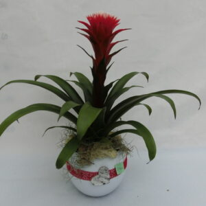 Guzmania in rosso