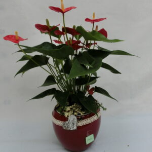 Anthurium in rosso