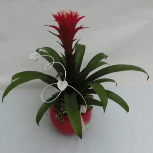 Guzmania in rosso