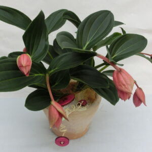 Medinilla con vaso Deruta