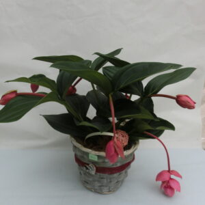 Medinilla in cestino