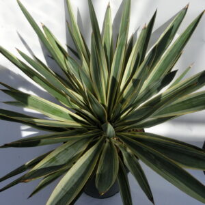 Yucca
