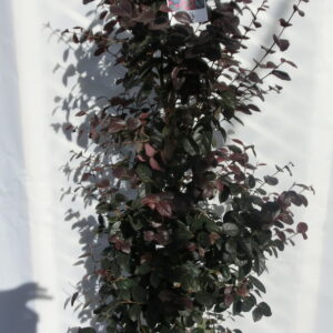 Loropetalum a piramide