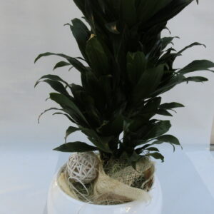 Dracena compacta in ceramica