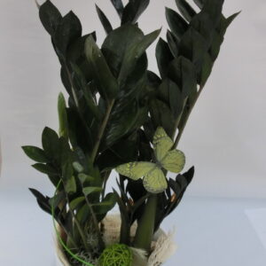 Zamioculcas in ceramica