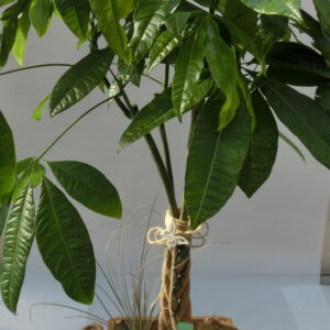 Pachira con tillandsia