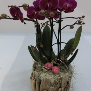 Phalenopsis con legno e uova
