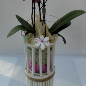 Phalenopsis su rialzata media