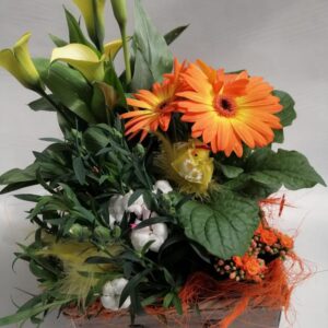 Gerbera in compagnia