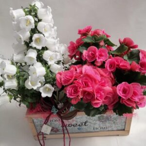 Campanula con candore