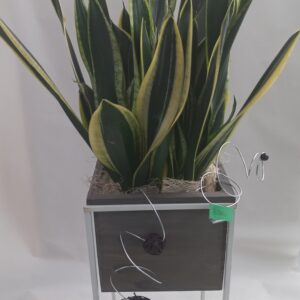 Sansaveria rialzata