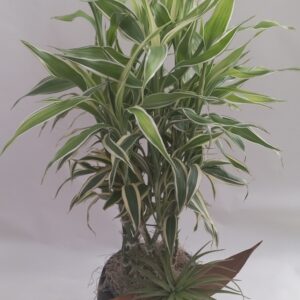 Dracena a colonna in ceramica