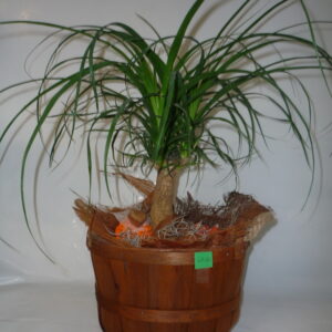 Nolina preparata