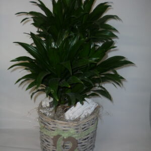 Dracena compacta con cesto