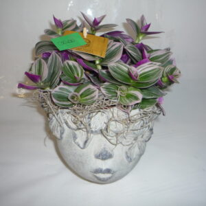 TESTINA CON TRADESCANTIA
