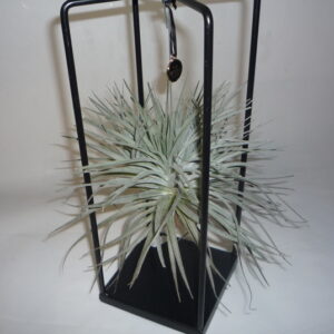 Tillansia con struttura