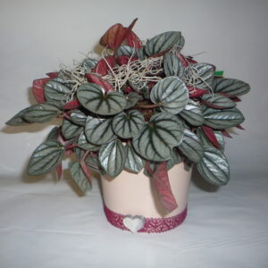 Peperomia in vaso