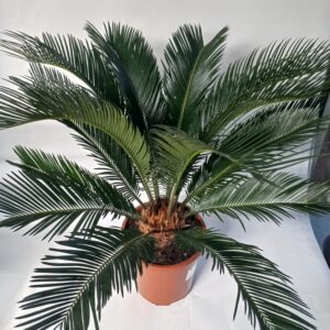 CYCAS