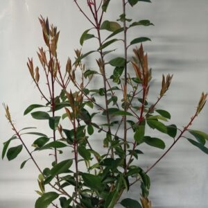 PHOTINIA