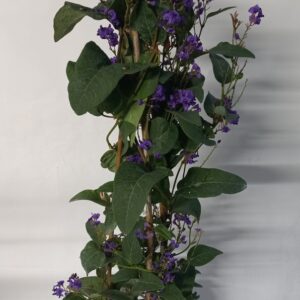 HANDERBERGIA