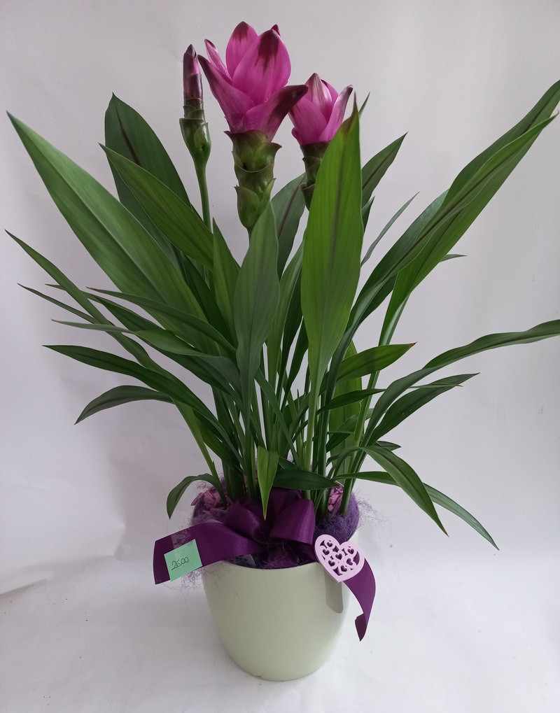 CURCUMA