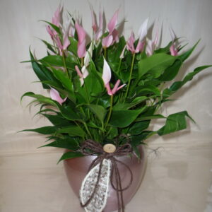 Anthurium dai mille fiori