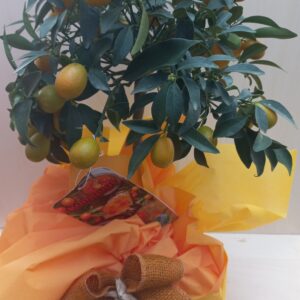 Kumquat in confezione