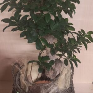 Ficus j imperiale