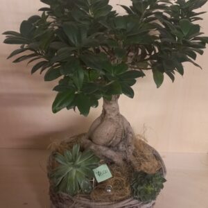 Ficus j. compatto