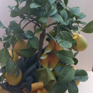 Limone lunario 4 stagioni
