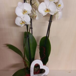 Phaleno e amore