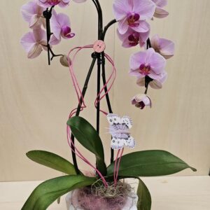 Orchidea in cascata