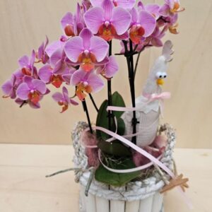 Phaleno a bouquet