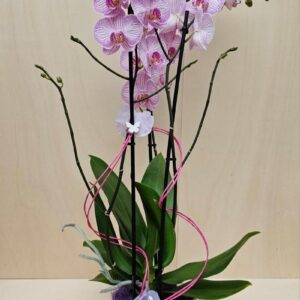 Sinuosa