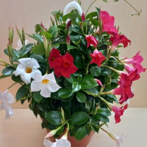 Dipladenia in bascket
